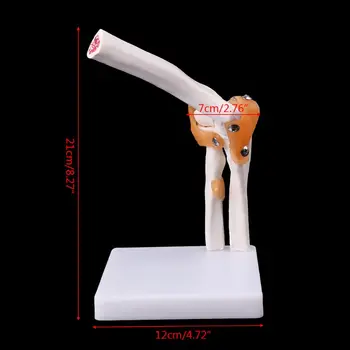 Timbre gratuit Dimensiunea de Viață Ligament Comun Cot Medicale Anatomia Model Schelet Instrument de Studiu
