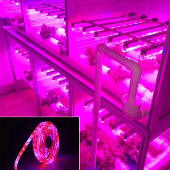 5m LED-uri Cresc Lumini 5050 LED Strip bandă DC12V Roșu Albastru 3:1 4:1 5:1 60leds/m pentru semințe de Flori de interior cu efect de Seră Hidroponică a Plantelor
