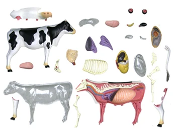 Vaca 4d master Asamblarea puzzle Animal de jucărie Biologie organe anatomice modelul medical modelul de predare