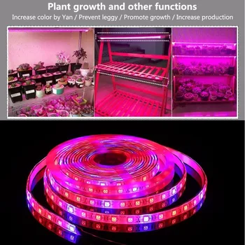 5050 Led Strip Pentru Plantele Cresc led-uri cresc light fito lampa pentru plante phytolamp pentru răsaduri fito lampa pentru plante în Creștere în Creștere