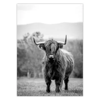 Highland Bovine Bovine Vacă Postere si Printuri Alb Negru Panza Pictura Arta de Perete de Perete Decor Imagine pentru Camera de zi de Decorare