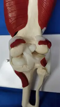 1:1 Anatomia Omului Scheletul Genunchiului Musculare Viața Mărimea Articulației Genunchiului Anatomice Model De Predare Resurse Consumabile Medicale Modelul De Predare