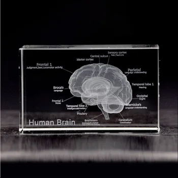 Uman 3D Anatomice Model Prespapier Gravat cu Laser Creierul Cristal Cub de Sticlă Anatomie Mintea Neurologie Gândire Știința Medicală Cadou