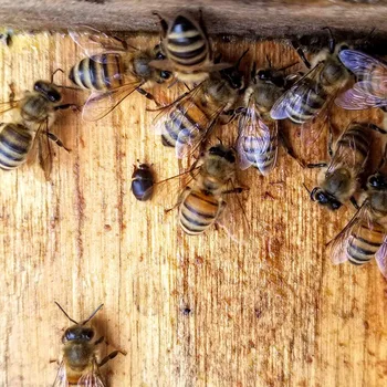 18 Pack Clar Reutilizabile Gândacul Mic de Stup Capcane de Ulei,Ecologic si Prietenos și în condiții de Siguranță pentru Albine,Apicultura Consumabile