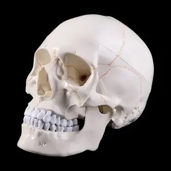 2020 Viață Nouă Dimensiune Model Uman Anatomice Anatomie Medicale De Predare Cap De Schelet Studierea Material Didactic