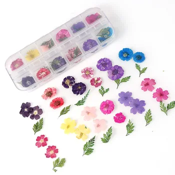 1 Cutie de Colorat Real, Flori Uscate, Plante Uscate pentru Rășină Epoxidică Mucegai Umplere Pandantiv Colier Bijuterii de Luare de Artizanat DIY Accesorii