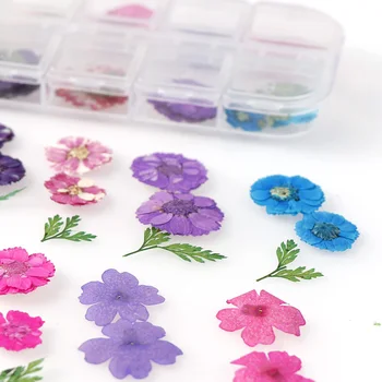 1 Cutie de Colorat Real, Flori Uscate, Plante Uscate pentru Rășină Epoxidică Mucegai Umplere Pandantiv Colier Bijuterii de Luare de Artizanat DIY Accesorii