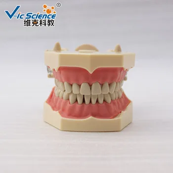High copy Frasaco Dentare Dinți Model pentru a Studia (Vic știință de brand)