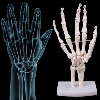Mâna Comun Anatomice Model De Schelet Uman Medicale Anatomia Instrument De Studiu Dimensiunea De Viață