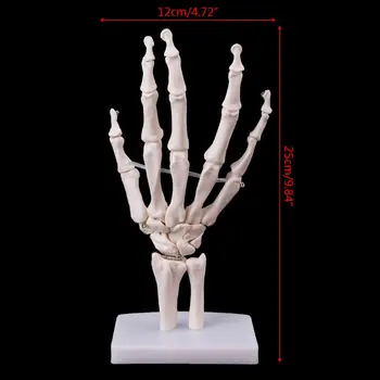 Mâna Comun Anatomice Model De Schelet Uman Medicale Anatomia Instrument De Studiu Dimensiunea De Viață