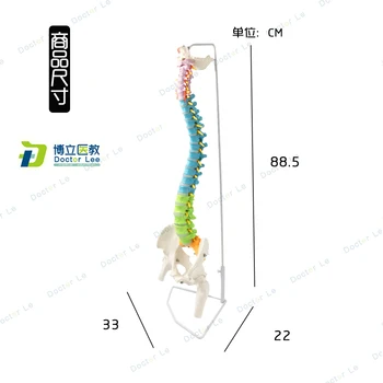 Produs nou, plin de culoare coloanei vertebrale umane model cu pelvisul detasabila modelos anatomicos medicale instrument de predare