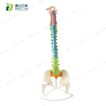 Produs nou, plin de culoare coloanei vertebrale umane model cu pelvisul detasabila modelos anatomicos medicale instrument de predare