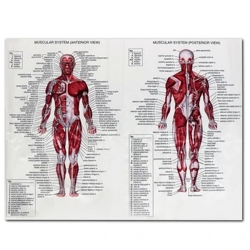 Umană Anatomie a Sistemului Muscular Poster cu Corpul Uman de Învățământ Medical Harta Tesatura Pânză de Perete Imagine 60*80cm
