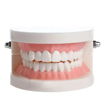 New Adult Standard Dentare Predare Studiu Typodont Demonstrație Dinți Model