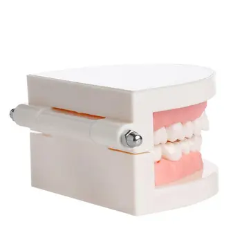 New Adult Standard Dentare Predare Studiu Typodont Demonstrație Dinți Model