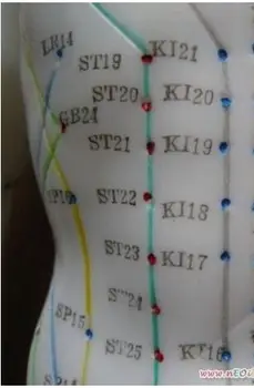 50CM engleză umane acupunctura meridian puncte de model de sex masculin sau feminin acupoint model cu manual de utilizare