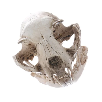 Cat Realist Craniu Rășină Replica De Predare Schelet Model Ornament Acvariu