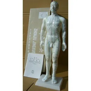 50CM engleză umane acupunctura meridian puncte de model de sex masculin sau feminin acupoint model cu manual de utilizare transport gratuit