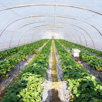 Grădină Poli Tunel Cu Efect De Seră De Legume Fructe Plante De Îngrijire A Acoperi Cadru Metalic Protector Panouri De Acoperiș Folie Pentru Sere De Control Al Dăunătorilor Net