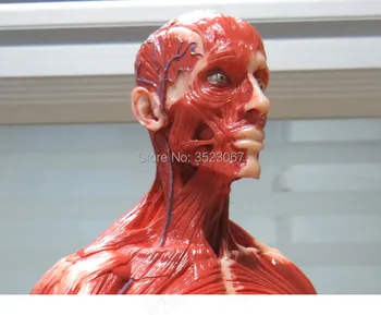Bărbat 1:6 Anatomia fig v. 3 superficială a sistemului muscular schelet Uman anatomice Pictura model de Anatomie Cap de Craniu Artist desen