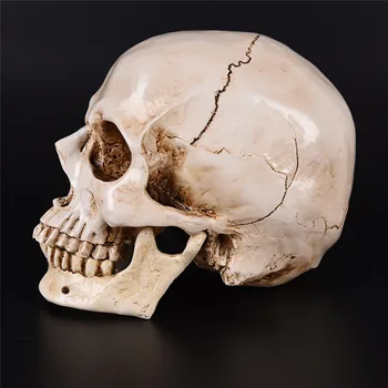 1BUC Lifesize 1:1 de Halloween Rășină Replica Modelul Medical de Înaltă Calitate Decorative Ambarcațiunile de Craniu Decor Acasă