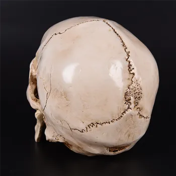 1BUC Lifesize 1:1 de Halloween Rășină Replica Modelul Medical de Înaltă Calitate Decorative Ambarcațiunile de Craniu Decor Acasă