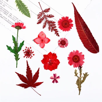 Naturale Presate se amestecă flori rosii,Veșnică a crescut daisy frunze de Crăciun DIY Card Cadou invitatie de Nunta,Nail Art Faciale decor