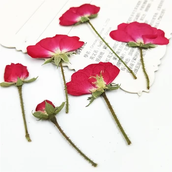 100buc,Natura Apăsat Trandafiri cu tulpina,Veșnică flori reale pentru DIY invitatii de Nunta semn de carte Cadou Card de coajă de telefon decor