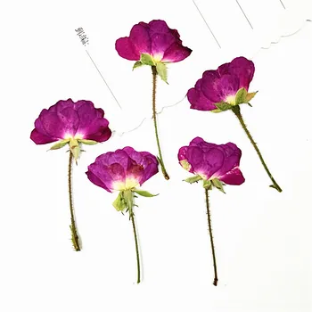 100buc,Natura Apăsat Trandafiri cu tulpina,Veșnică flori reale pentru DIY invitatii de Nunta semn de carte Cadou Card de coajă de telefon decor