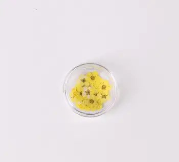 100buc Presate Uscat Narcis Plum Blossom Flower Cu Cutie De Rășină Epoxidică a Face Bijuterii de Unghii de Arta Artizanat DIY Accesorii