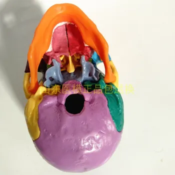 1/2 Viața Dimensiune 15 Piese Anatomia Omului Colorate Asamblate Craniu Model Medical Schelet Uman Jucărie
