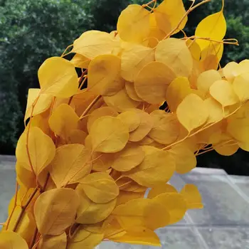 50g/20-35cm,Naturale Conservate Frunze de Eucalipt Buchet,Veșnică display aranja flori pentru Nunta, accesorii Decor Acasă