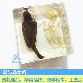 Pasăre Și Pasărea Oase De Animale Specimen Artificiale Amber Prespapier Rășină De Arte Și Meserii Cadou De Predare Articole