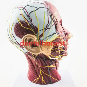Cap Gât Superficiale Nervoase Musculare Vasculare Model de Cap nervoase model modelul de predare