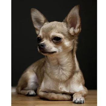Full Diamant Rotund Broderie Chihuahua,5D Diamant Pictura,Câine de Companie Drăguț Diamant Imagine De Pietre Decor Acasă