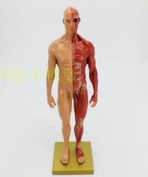 Art CG pictură și sculptură de predare de 30cm art rășină musculo-anatomia corpului uman model de structură