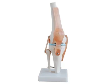 Viața-Size Picior umăr musculare de șold, genunchi, cot, picior parte Comună umane, modele anatomice picioare comun model