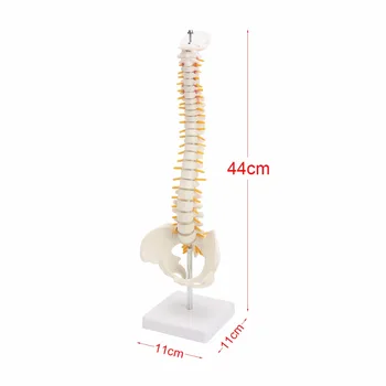 De Brand nou 44CM coloanei Vertebrale Umane cu Pelviene Model Uman Anatomice Anatomia coloanei Vertebrale Modelul Medical coloana vertebrala model+Suport Fexibil