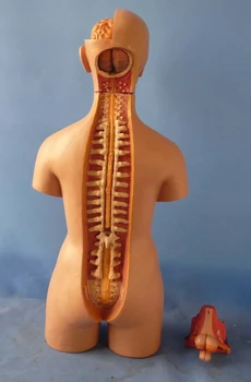 55cm Umane Trunchiului Model Asamblat Modelul Medical Uman Anatomia Corpului Bisexual Anatomice Model de Asamblare Știință Jucarii Educative