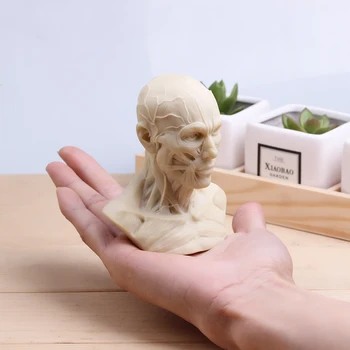 Cap De Om Musculare Sculptate Ferită De Craniu Model Încă De Viață Pictura Model De Referință