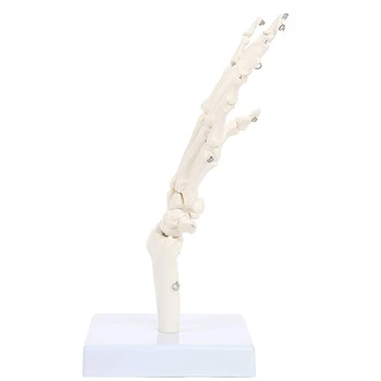 Mâna Omului Comun Model Anatomic Schelet Modelul Anatomiei Umane Instrument De Studiu