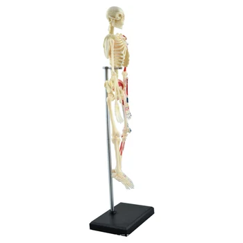 4D Oase Umane Asamblate Uz Medical Educativ Puzzle Jucarii Anatomice Anatomie Scheletul Modelul Medical Anatomie Model 20cm