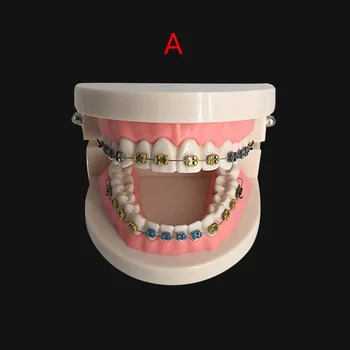 squeeze Willing Draw a picture Dentare îngrijire orală dinți model dentist ortodontice dintelui model  demonstrativ predare de comunicare medic-pacient rezultatele arată cumpara  online ~ Magazin \ Otopark.ro