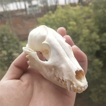 Câine enot Craniu Oase de Animale Decor Real Craniu de Animal Exemplar de Colecție de Studiu Unic Cadou de Ziua de nastere Partid Bar Ornamente