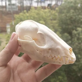 Câine enot Craniu Oase de Animale Decor Real Craniu de Animal Exemplar de Colecție de Studiu Unic Cadou de Ziua de nastere Partid Bar Ornamente