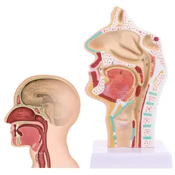 Omului Anatomice Nazale Cavitatea Gâtului Anatomia Model de Instrument de Predare 20CB